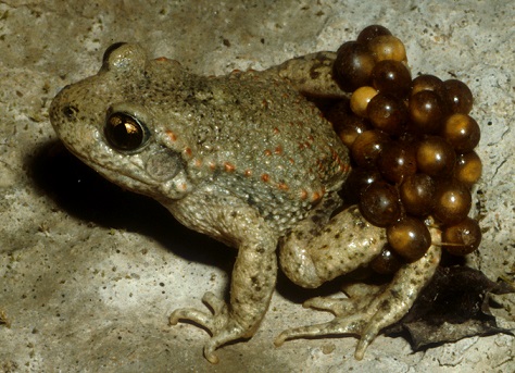 жаба-повитуха забота о потомстве